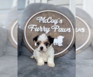 Shorkie Tzu Puppy for sale in CANTON, TX, USA