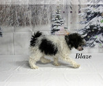 Small #17 Poodle (Toy)