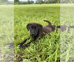 Small #2 Labrador Retriever Mix