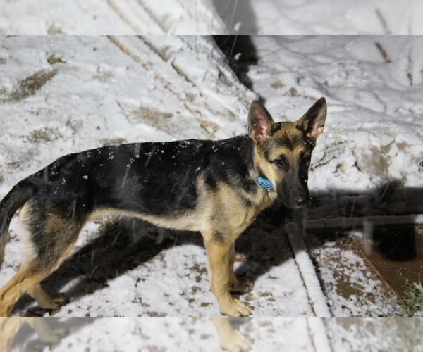 Medium Photo #5 German Shepherd Dog Puppy For Sale in CO SPGS, CO, USA