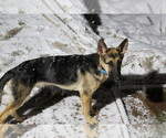 Small Photo #5 German Shepherd Dog Puppy For Sale in CO SPGS, CO, USA