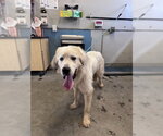 Small Great Pyrenees