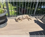 Small #3 French Bulldog