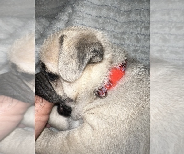 Medium Photo #3 Pug Puppy For Sale in MINERAL RIDGE, OH, USA