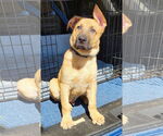 Small #7 German Shepherd Dog-Great Pyrenees Mix