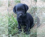 Small #23 Labrador Retriever