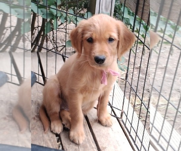Medium Photo #5 Golden Retriever Puppy For Sale in NORDLAND, WA, USA