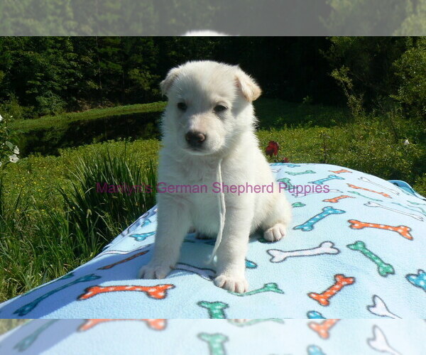 Medium Photo #7 German Shepherd Dog Puppy For Sale in PIEDMONT, MO, USA