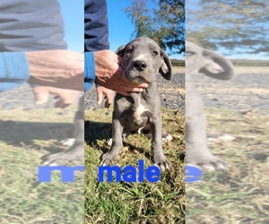 Great Dane Puppy for sale in CISCO, TX, USA