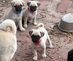 Puppy Red Girl Pug