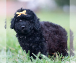 Small Photo #44 Goldendoodle (Miniature) Puppy For Sale in WARSAW, IN, USA