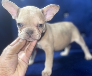 French Bulldog Puppy for sale in ATLANTA, GA, USA