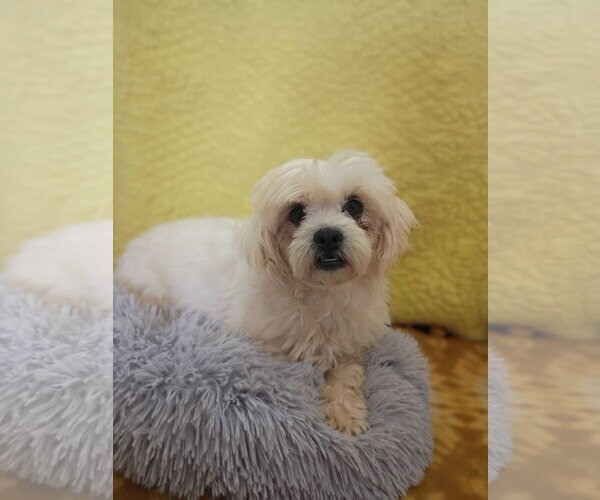 Medium Photo #3 Shih Tzu Puppy For Sale in Pacolet, SC, USA