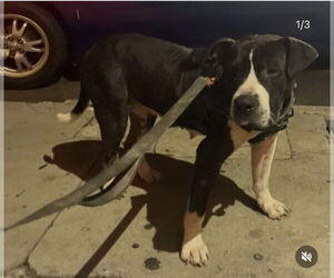 American Pit Bull Terrier Dogs for adoption in Dana Point, CA, USA