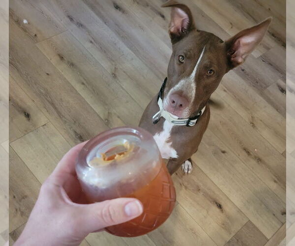 Medium Photo #7 Siberian Husky-Unknown Mix Puppy For Sale in The Woodlands, TX, USA