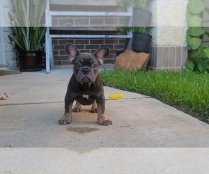 French Bulldog Puppy for sale in HOUSTON, TX, USA