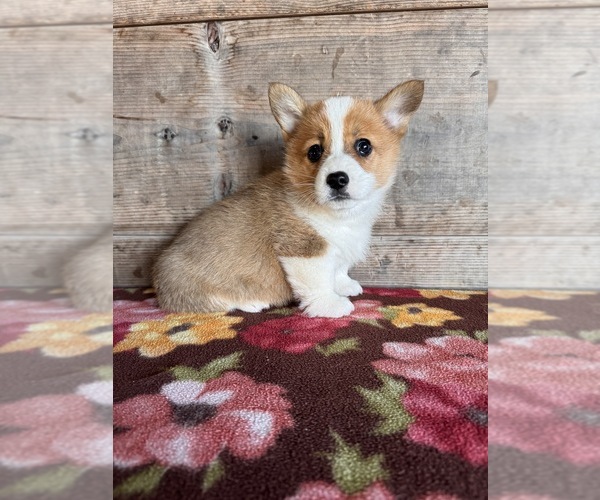 Medium Photo #12 Pembroke Welsh Corgi Puppy For Sale in VERMONTVILLE, MI, USA