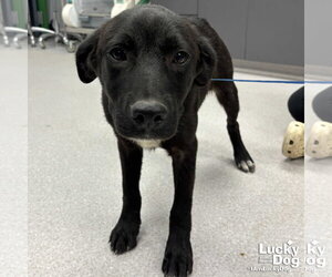 Retriever -Unknown Mix Dogs for adoption in Washington, DC, USA