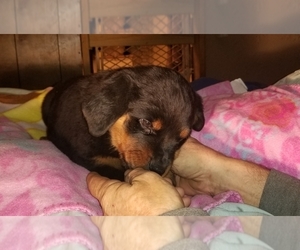 Rottweiler Puppy for sale in IOLA, TX, USA
