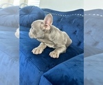 Small Photo #17 French Bulldog Puppy For Sale in FRANKLIN SQUARE, NY, USA
