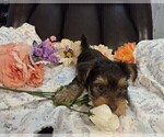 Small Photo #16 Yorkshire Terrier Puppy For Sale in RHOADESVILLE, VA, USA