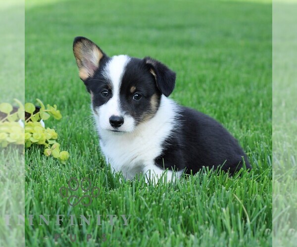 Medium Photo #3 Pembroke Welsh Corgi Puppy For Sale in PALMYRA, PA, USA