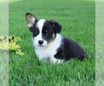 Small #2 Pembroke Welsh Corgi