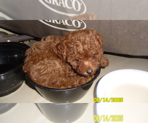 Poodle (Toy) Puppy for sale in DULUTH, GA, USA