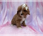Small #6 Cavapoo (Standard)
