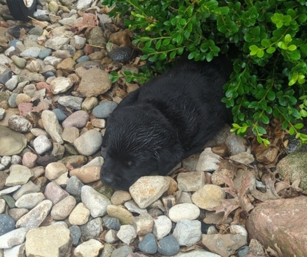 Medium Photo #10 Labrador Retriever Puppy For Sale in DEARBORN, MO, USA