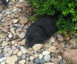 Small Photo #10 Labrador Retriever Puppy For Sale in DEARBORN, MO, USA