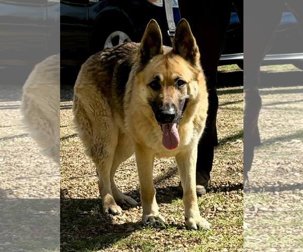 Medium Photo #3 German Shepherd Dog Puppy For Sale in Montgomery, AL, USA