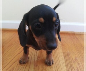 Chiweenie Puppy for sale in CANTON, GA, USA