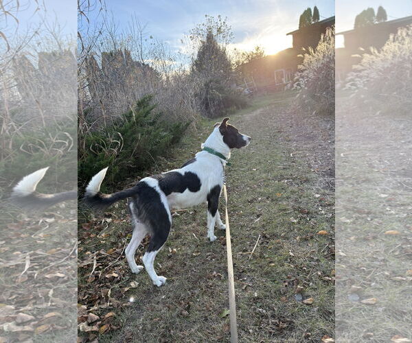 Medium Photo #3 American Pit Bull Terrier-Unknown Mix Puppy For Sale in Estherville, IA, USA