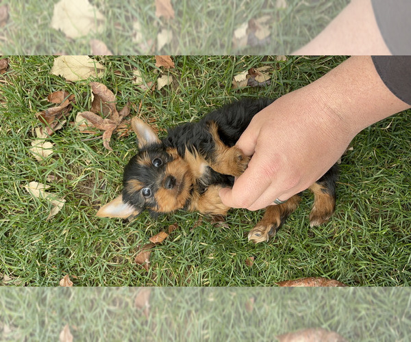 Medium Photo #6 Yorkshire Terrier Puppy For Sale in NAPPANEE, IN, USA