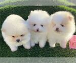 Small #2 Pomeranian