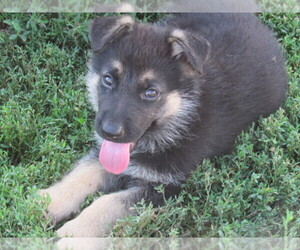 German Shepherd Dog Puppy for sale in COLUMBUS, NE, USA