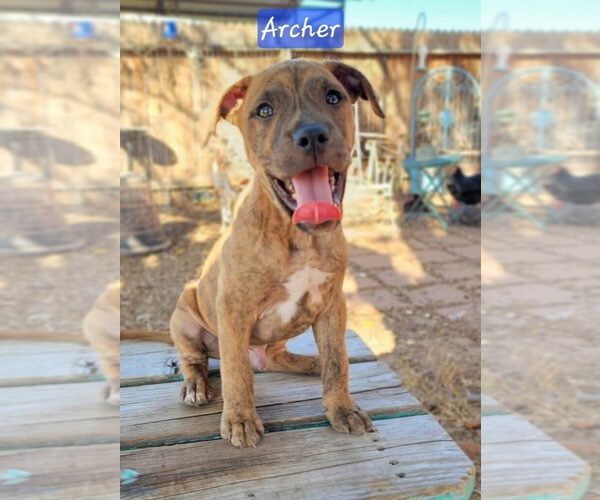 Medium Photo #11 Boxer-Staffordshire Bull Terrier Mix Puppy For Sale in Pleasanton, TX, USA