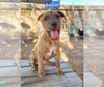 Small #10 Boxer-Staffordshire Bull Terrier Mix