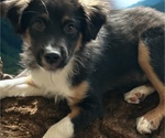 Puppy Puppy 4 Miniature Australian Shepherd