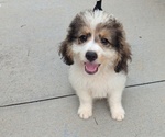 Puppy FIN Bernedoodle-Bernese Mountain Dog Mix