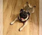 Small Photo #1 Pug Puppy For Sale in NEW RIVER, AZ, USA
