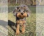 Small #6 Poodle (Toy)