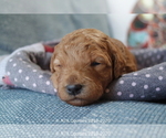 Small Photo #37 Goldendoodle Puppy For Sale in DENISON, TX, USA