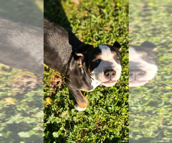 Medium Photo #12 Mutt Puppy For Sale in Wakefield, RI, USA