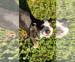 Small #11 Mutt