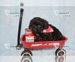 Small Photo #13 YorkiePoo Puppy For Sale in SANGER, TX, USA