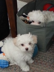 Maltese Puppy for sale in NORTH KINGSTOWN, RI, USA