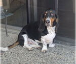 Small Basset Hound