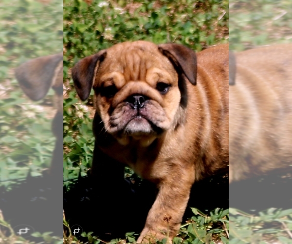 Medium Photo #1 English Bulldog Puppy For Sale in NEVADA, MO, USA
